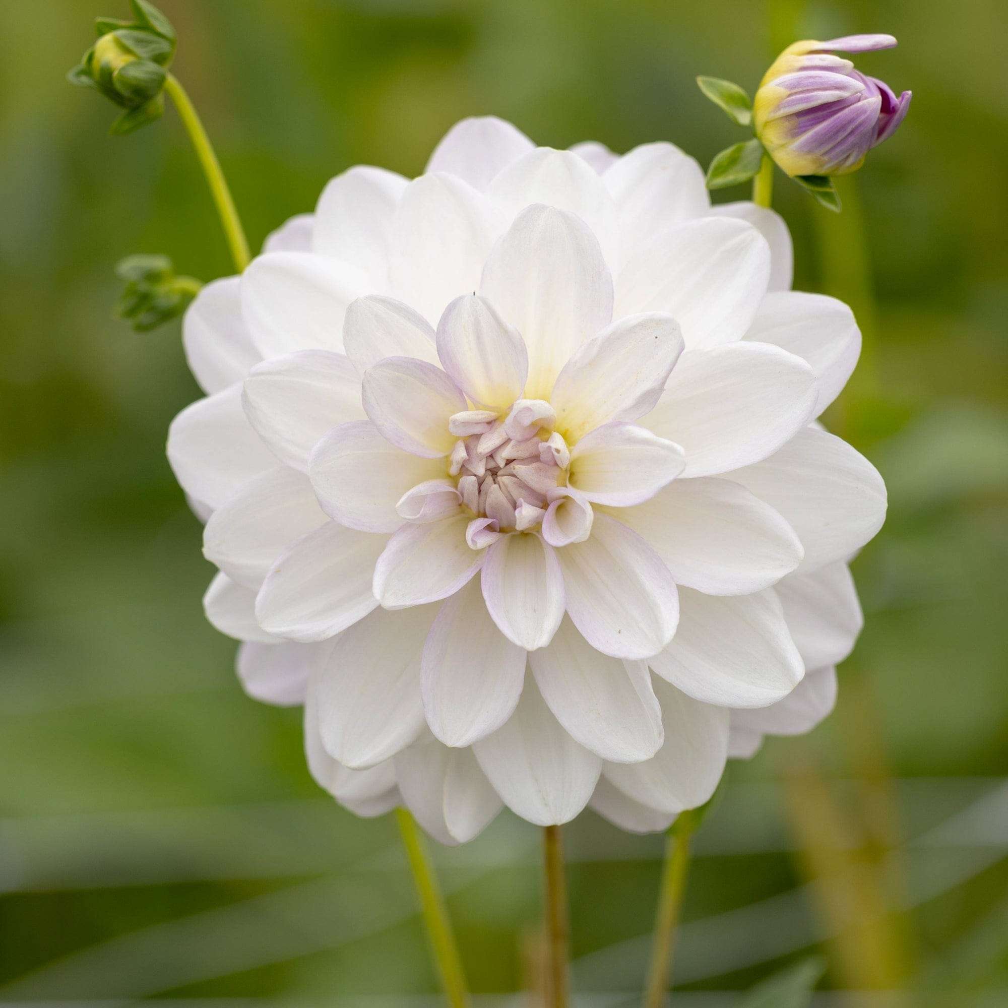 Dahlia 'Porcelain'